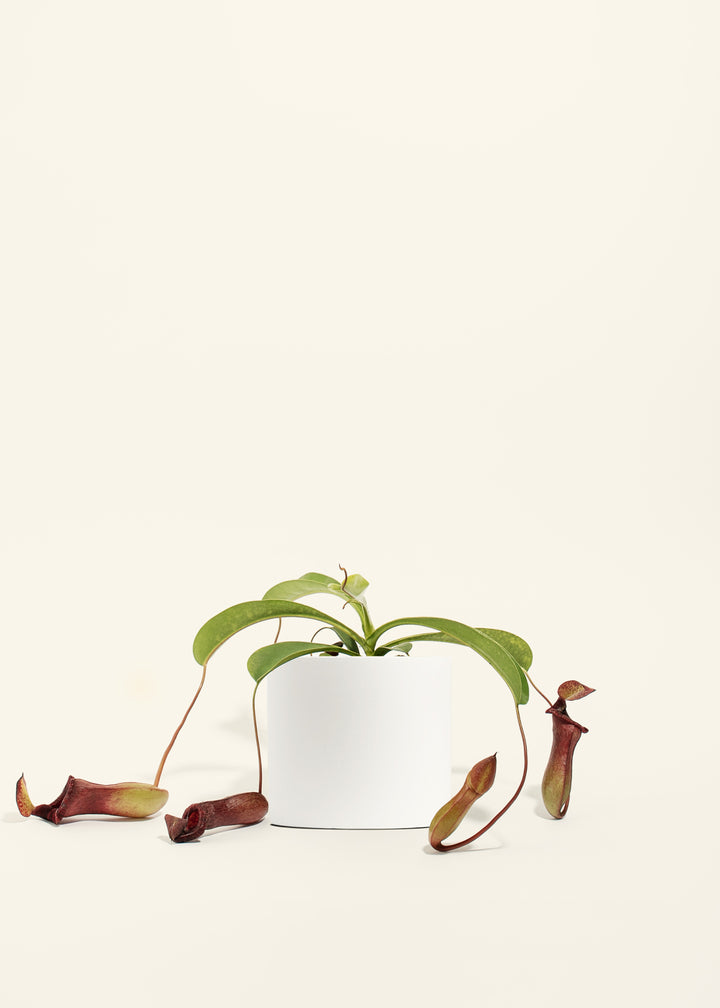 Pitcher Plant