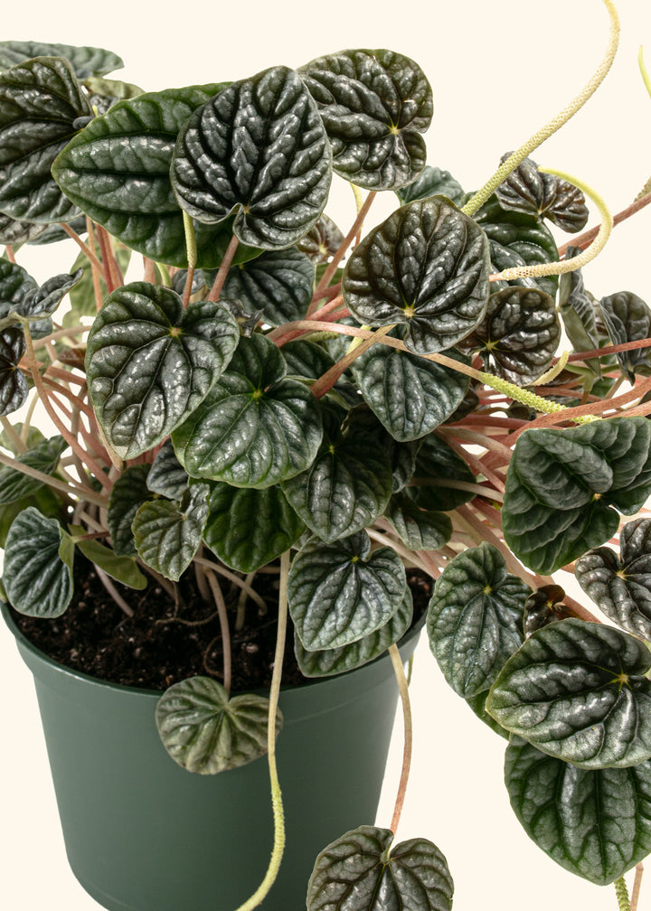 Peperomia Luna Grey