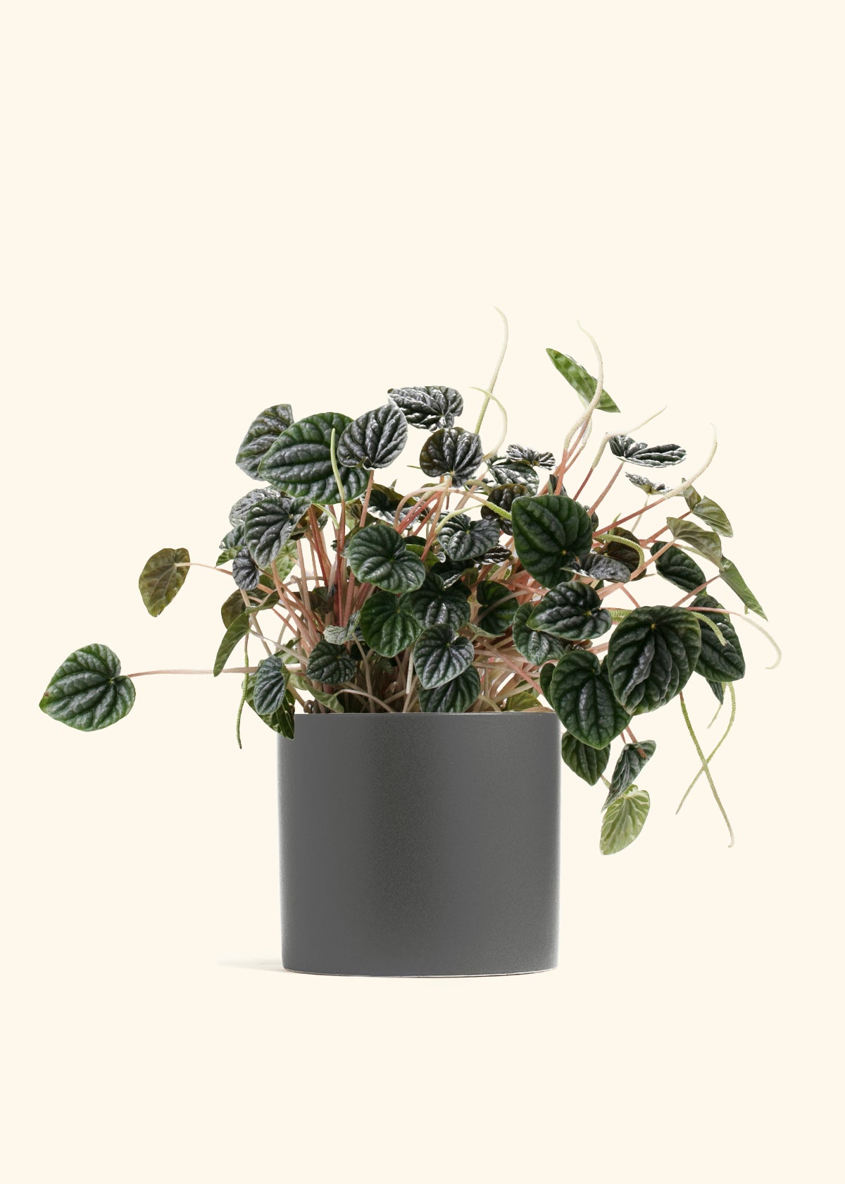 Peperomia ‘Luna Grey’
