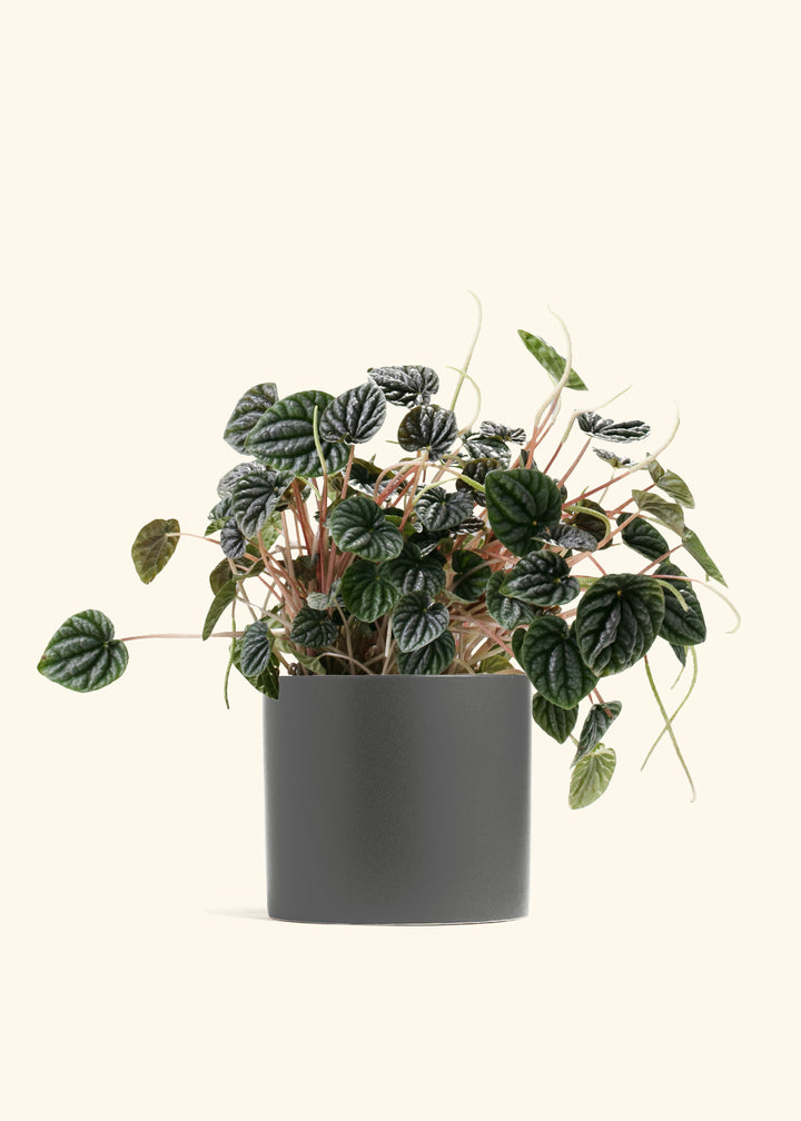 Peperomia Luna Grey
