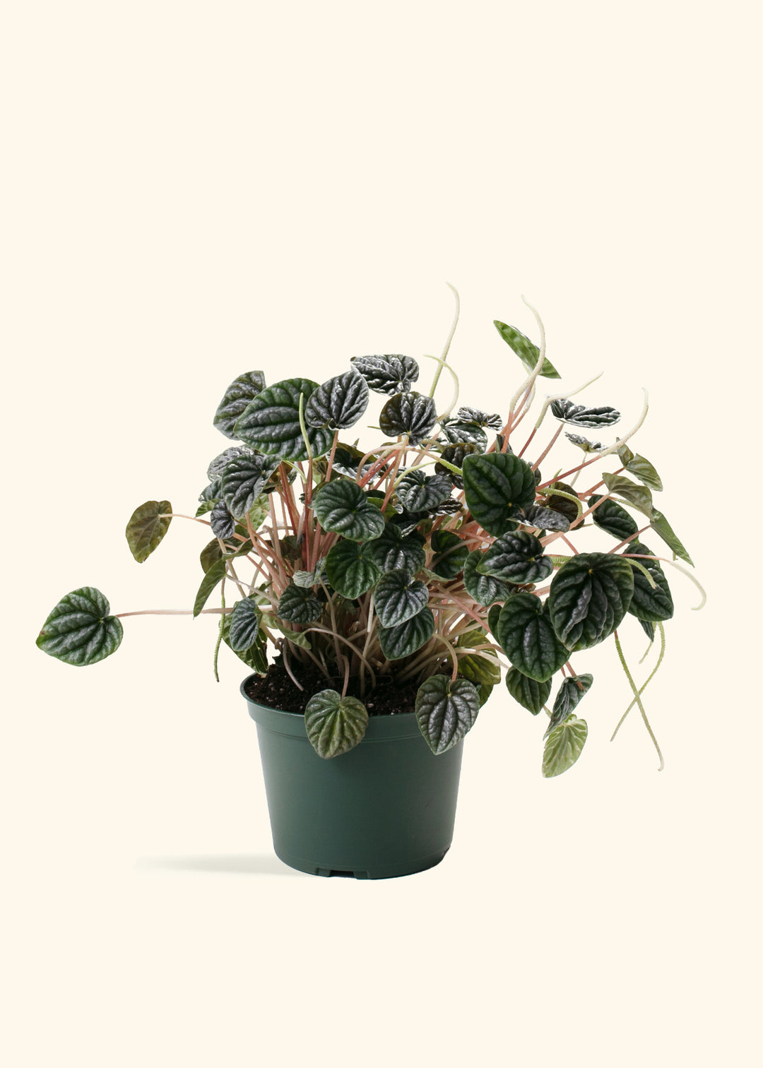 Peperomia Luna Grey