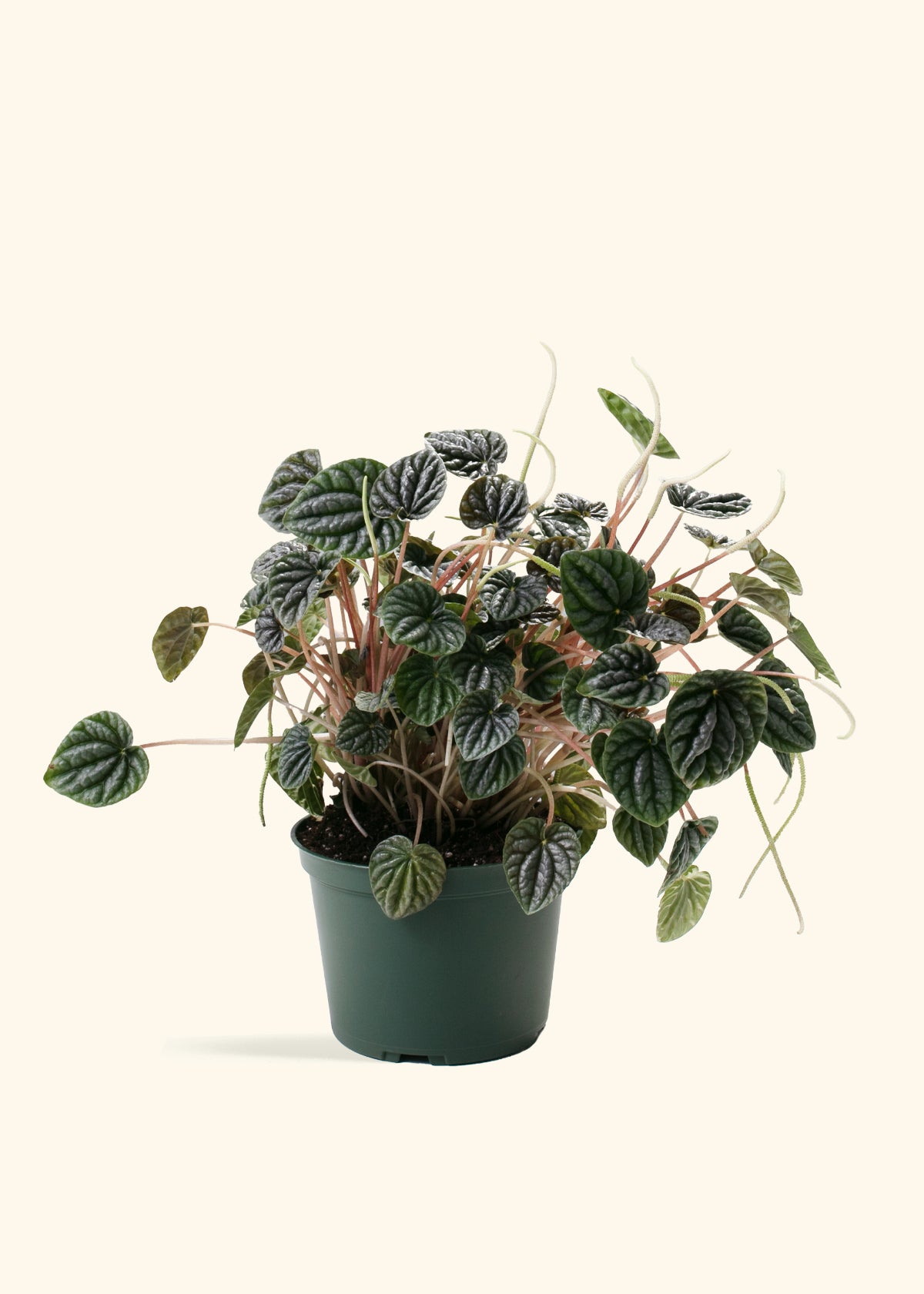 Peperomia ‘Luna Grey’