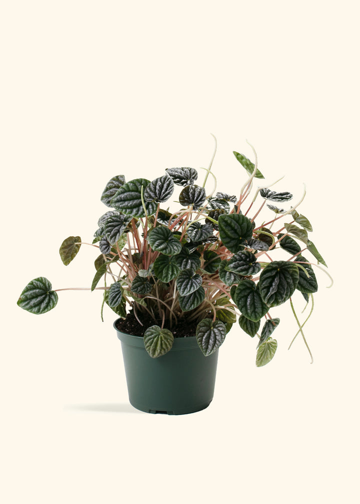 Peperomia Luna Grey