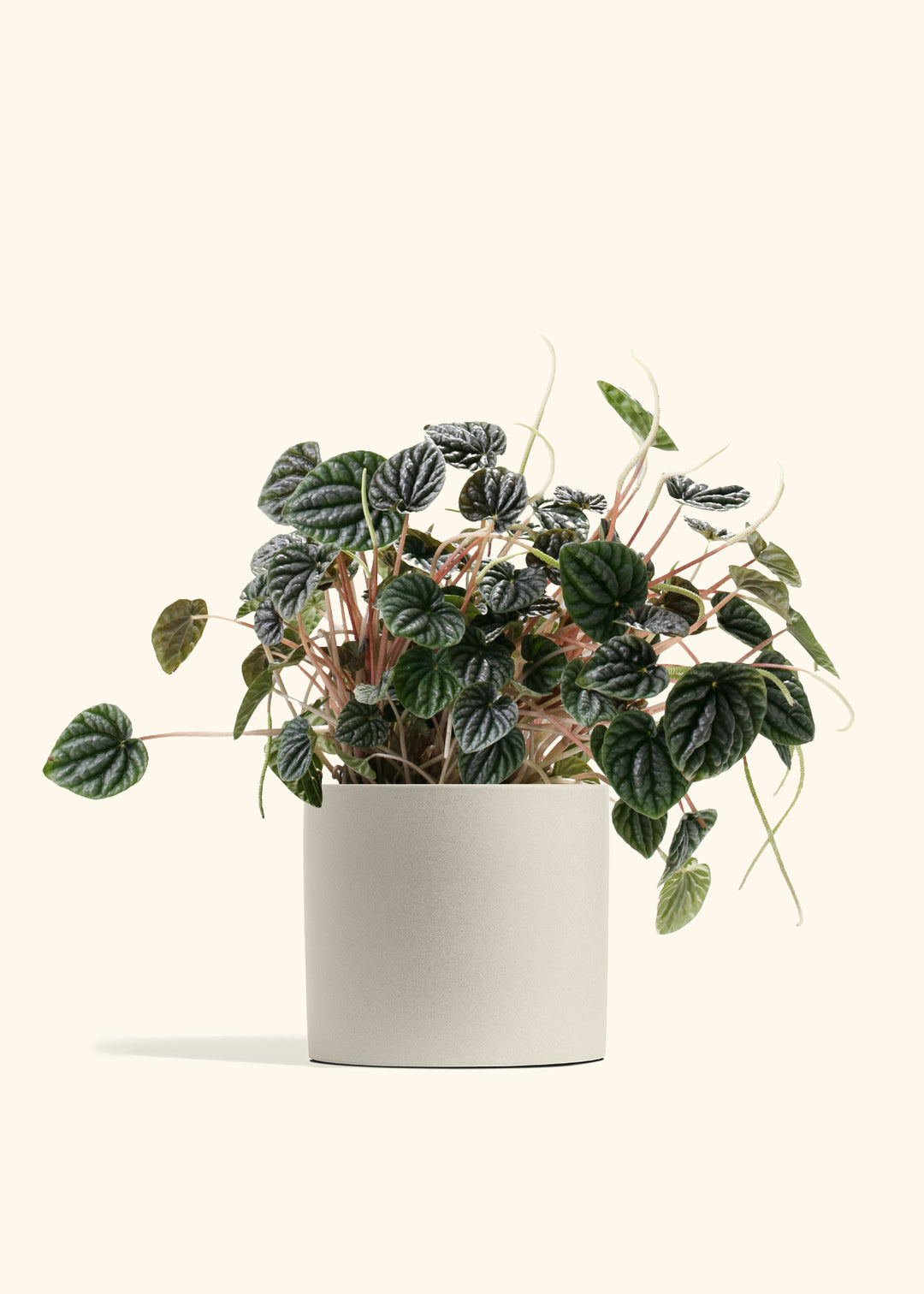 Peperomia Luna Grey
