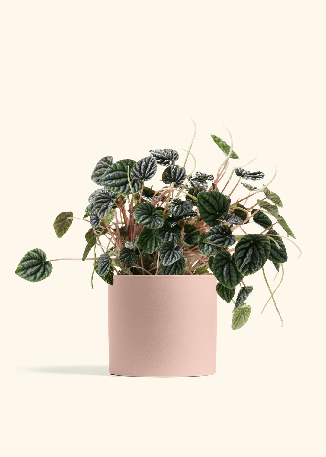 Peperomia Luna Grey