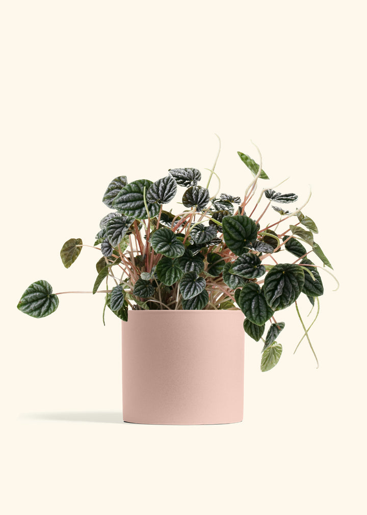 Peperomia Luna Grey