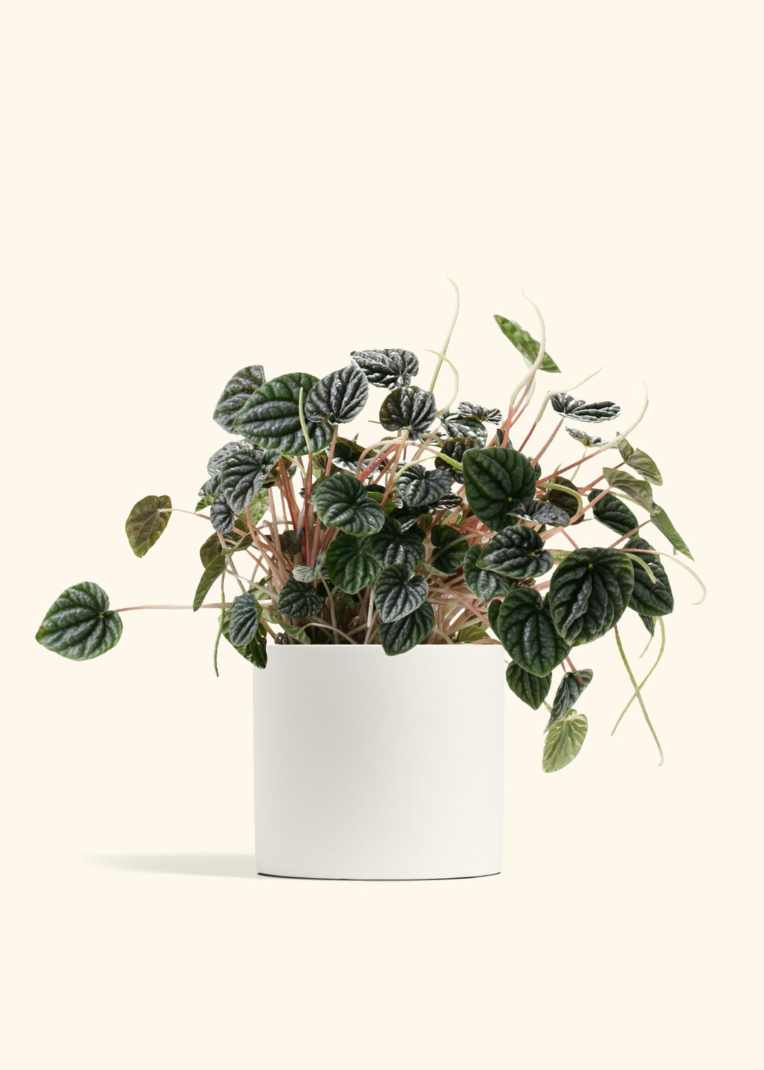 Peperomia Luna Grey
