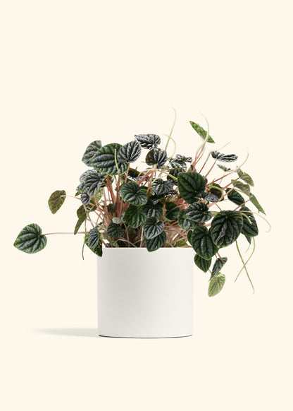 Peperomia ‘Luna Grey’