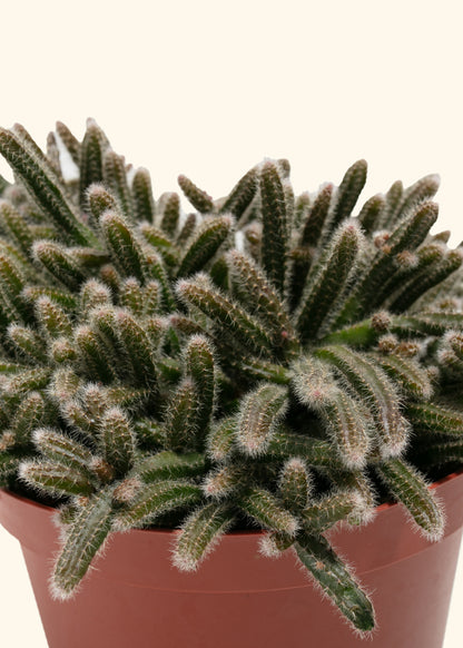 Mouse Tail Cactus