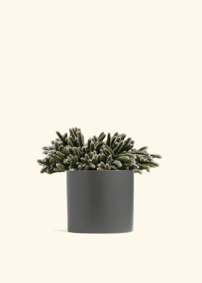 Mouse Tail Cactus