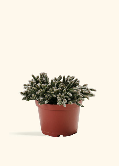 Mouse Tail Cactus