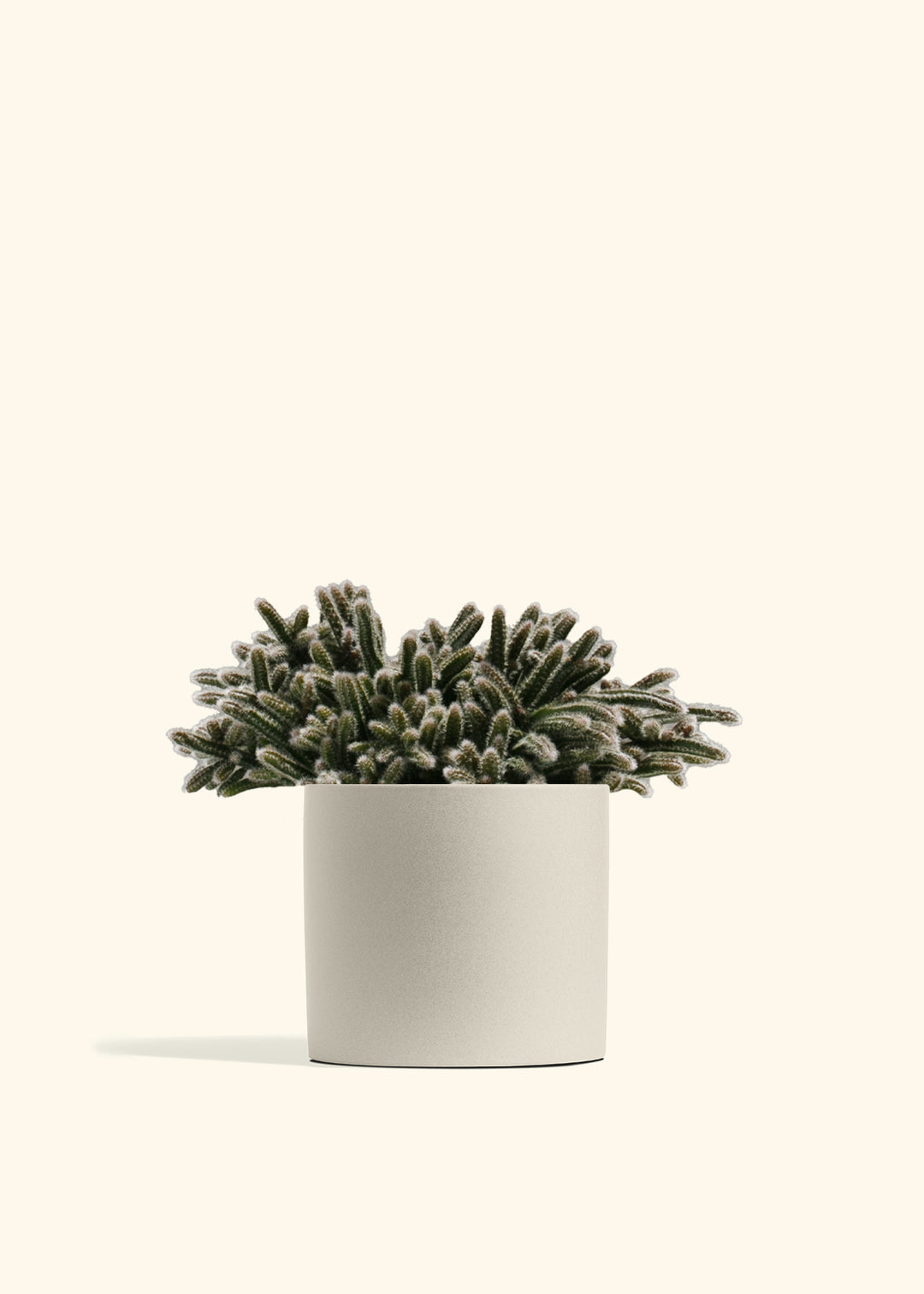 Mouse Tail Cactus