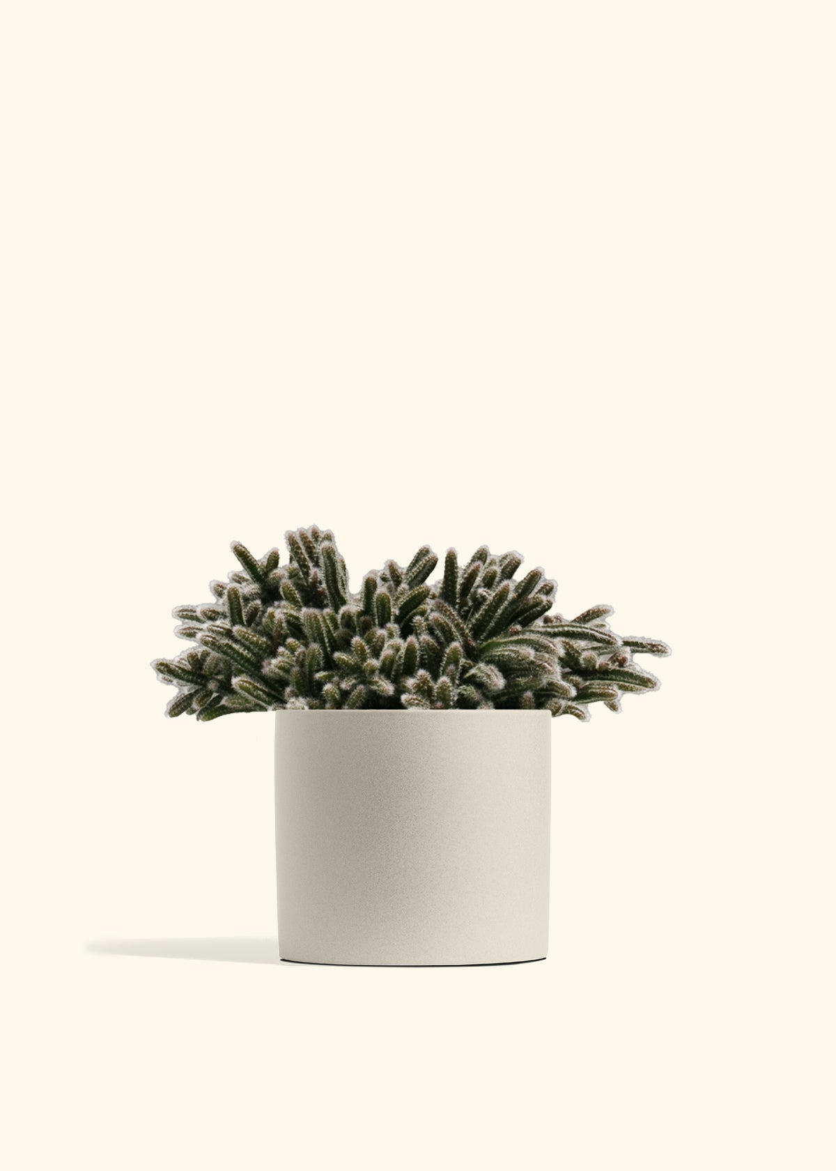 Mouse Tail Cactus
