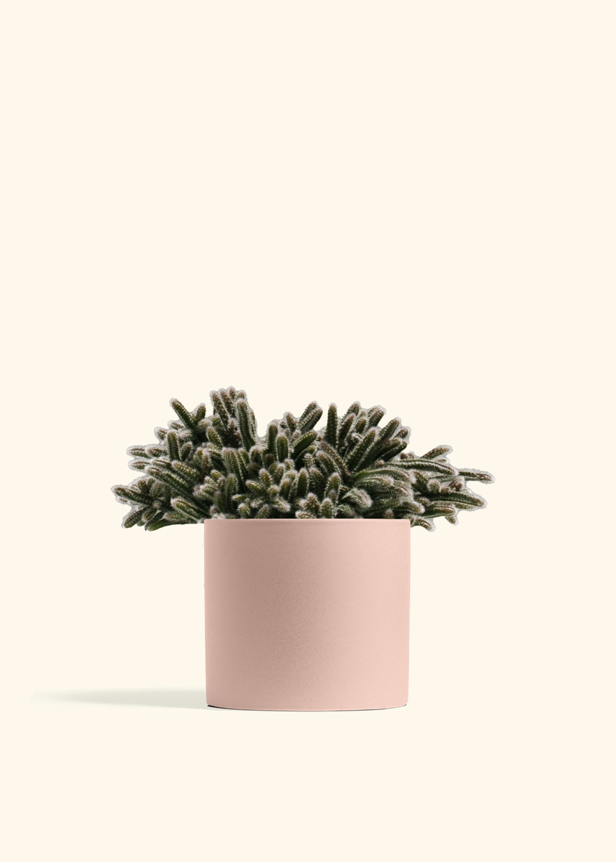 Mouse Tail Cactus