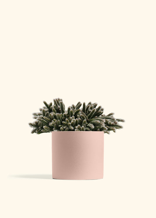 Mouse Tail Cactus