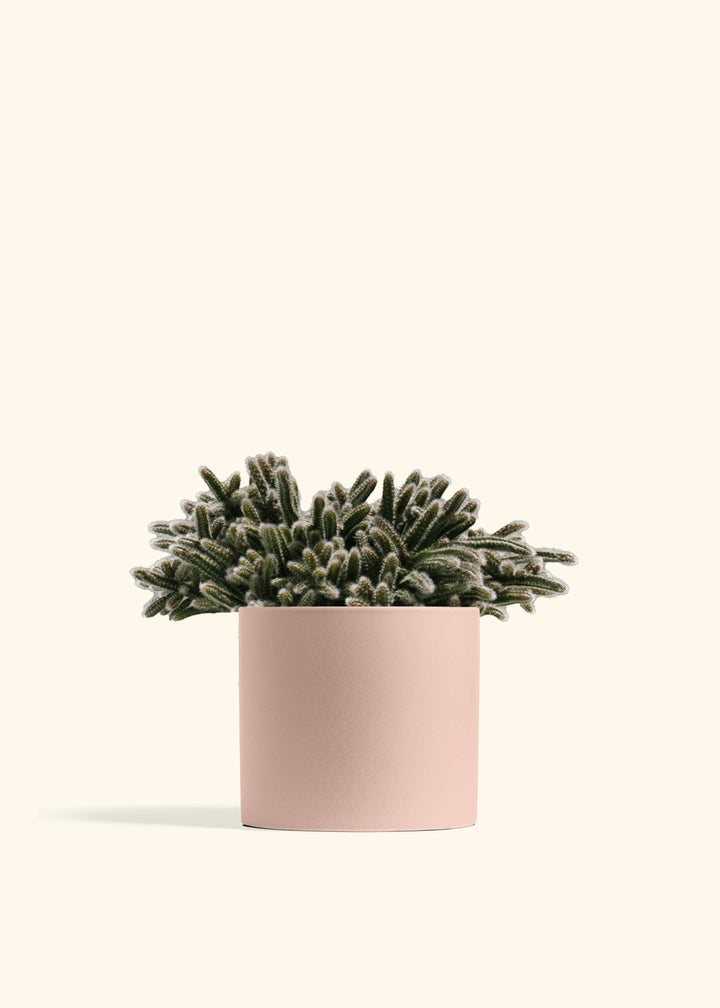 Mouse Tail Cactus