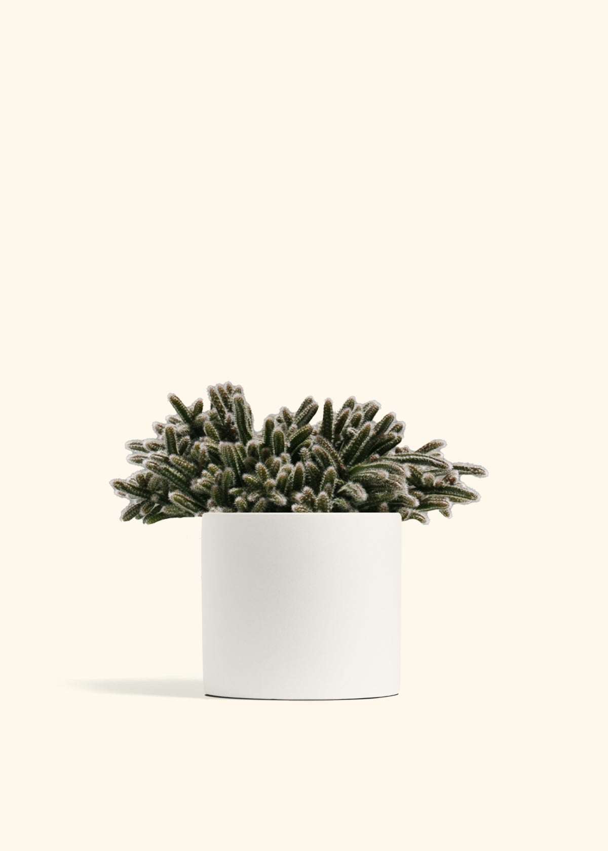 Mouse Tail Cactus