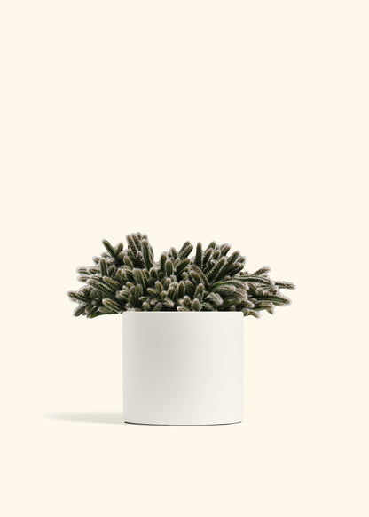 Mouse Tail Cactus