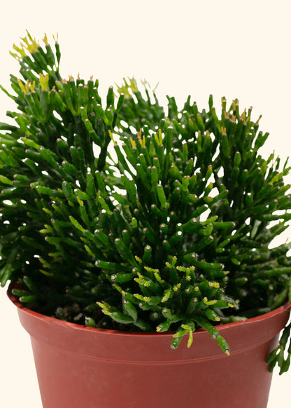 Rhipsalis Mistletoe Cactus