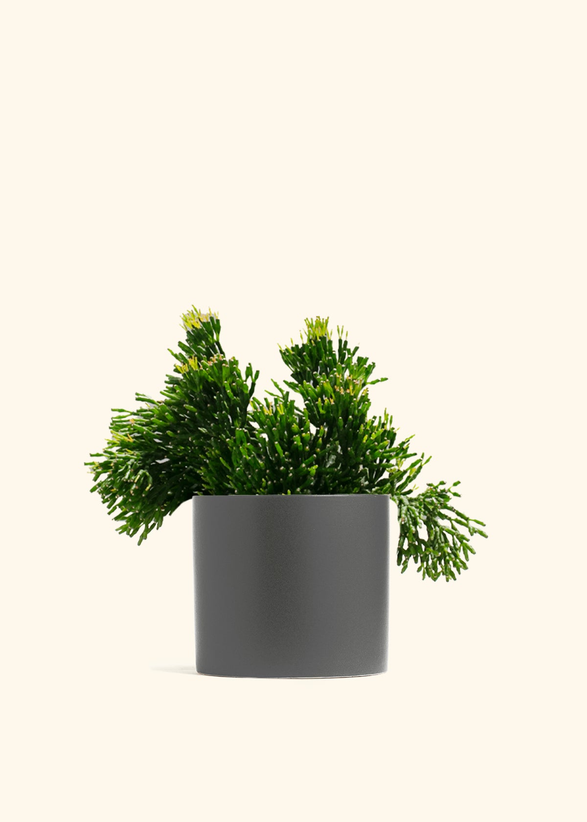 Rhipsalis Mistletoe Cactus