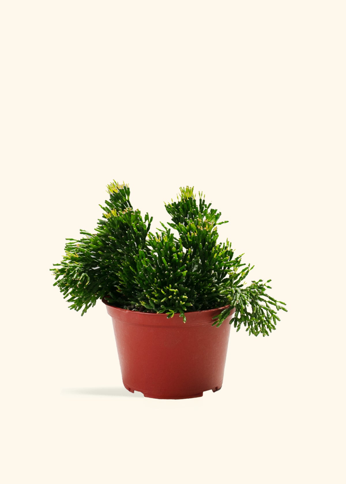 Rhipsalis Mistletoe Cactus