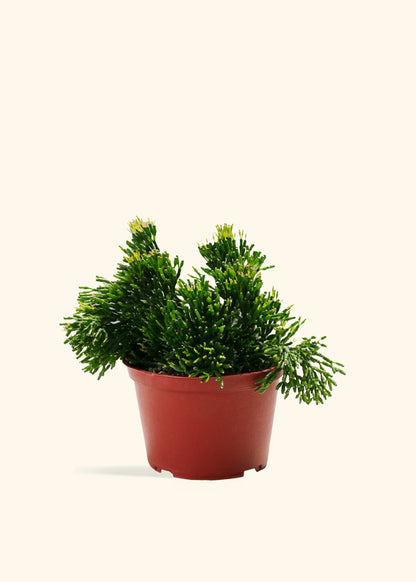 Rhipsalis Mistletoe Cactus