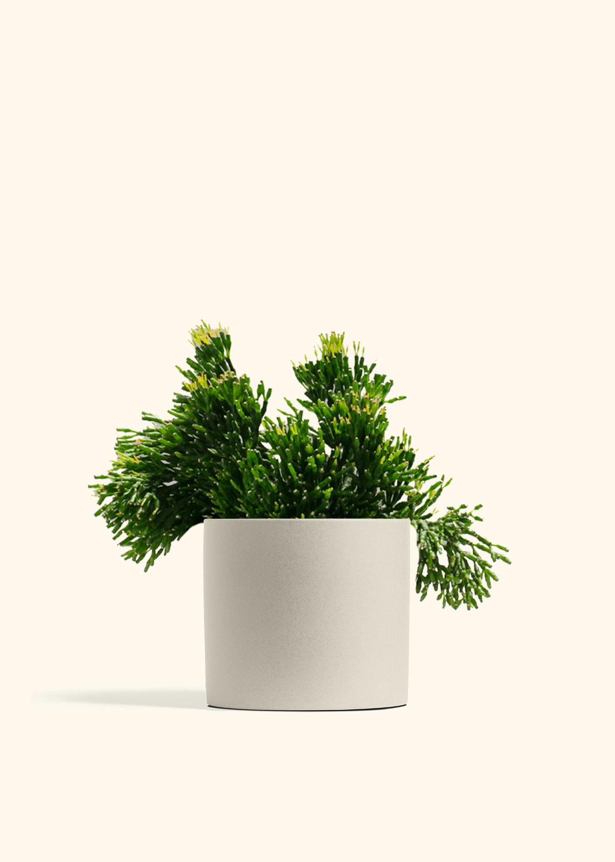 Rhipsalis Mistletoe Cactus