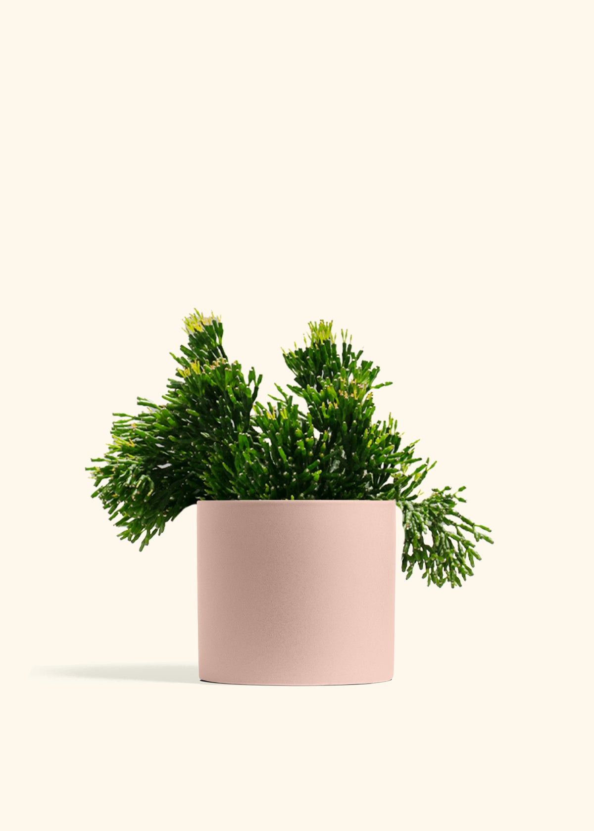 Rhipsalis Mistletoe Cactus