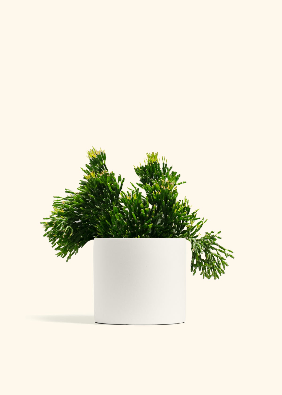 Rhipsalis Mistletoe Cactus
