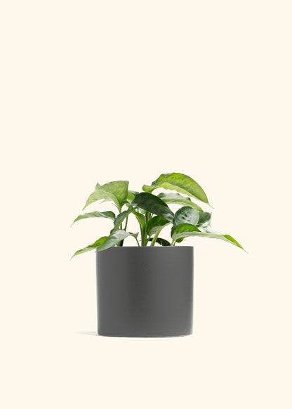 Schismatoglottis Silver Moon