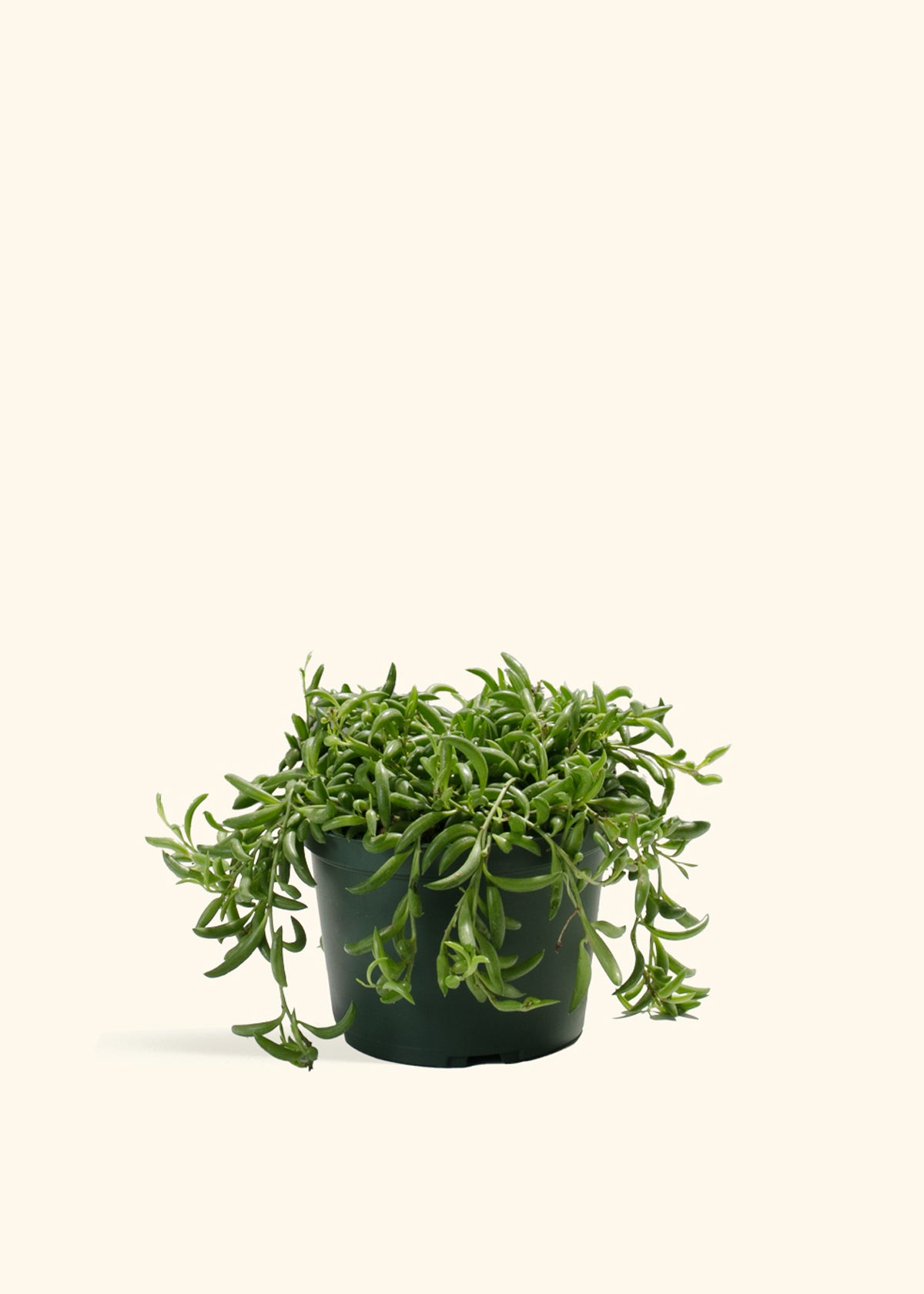 String of Banana
