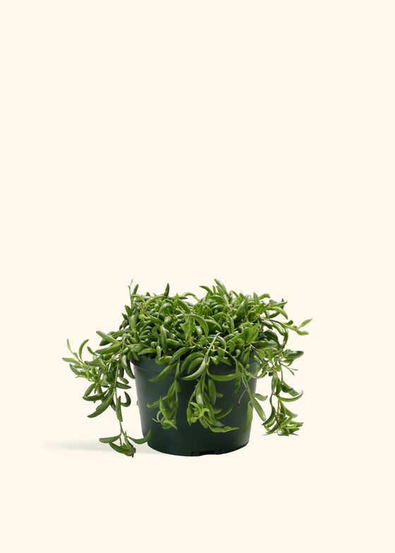 String of Bananas