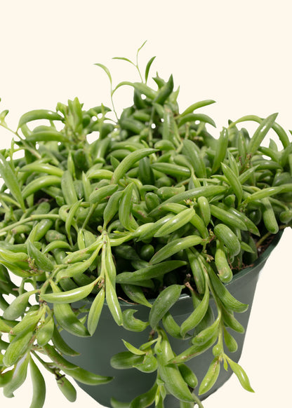 String of Banana