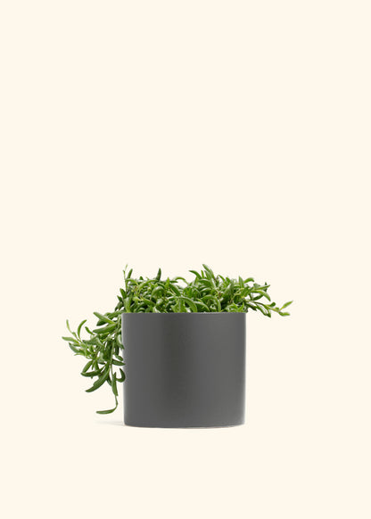 String of Banana