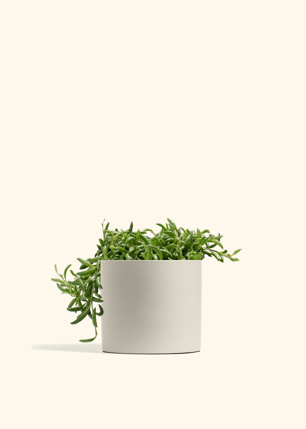 String of Banana