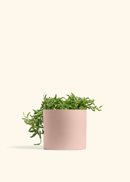String of Banana