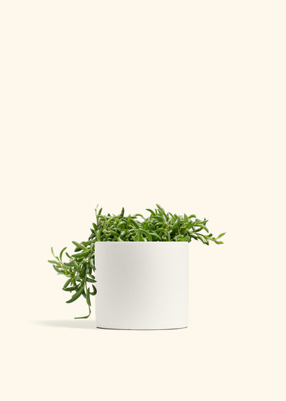 String of Banana