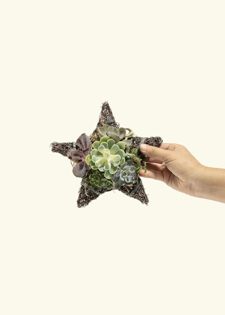 Handmade Succulent Star