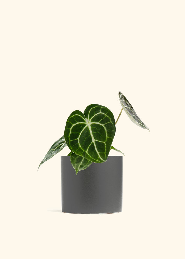 Anthurium Clarinervium