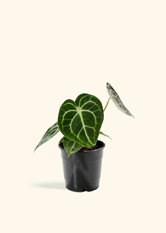 Anthurium Clarinervium