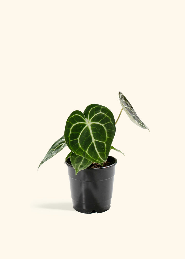 Anthurium Clarinervium