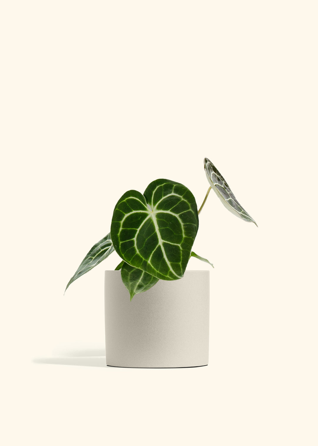 Anthurium Clarinervium