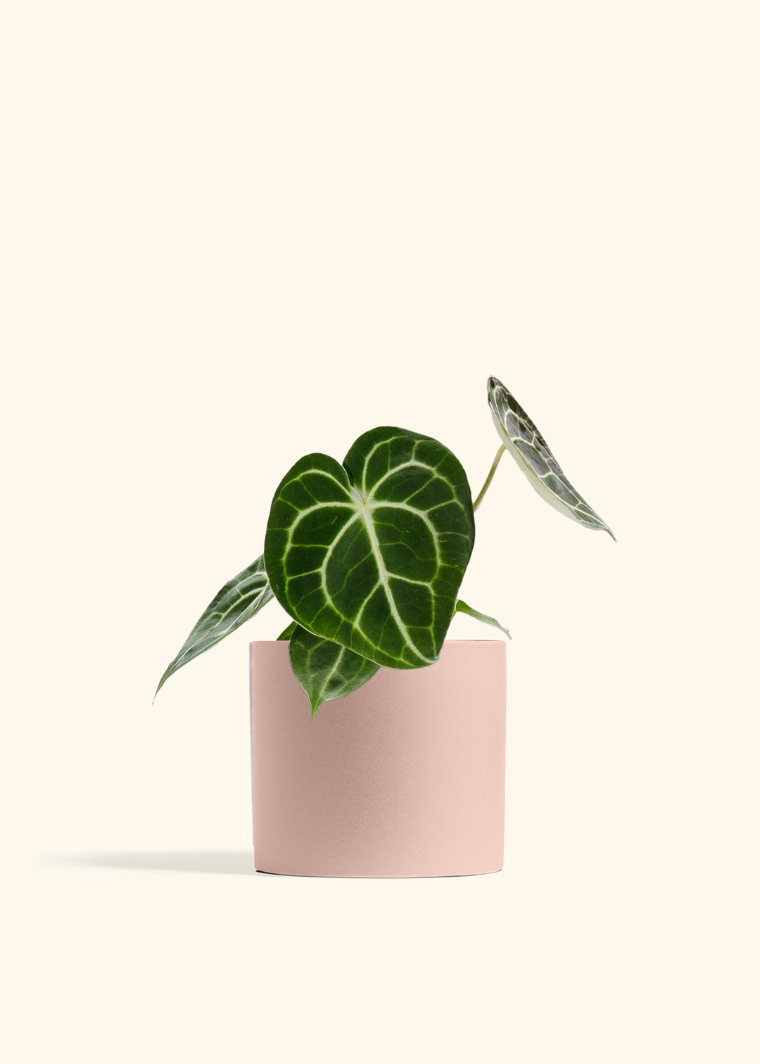 Anthurium Clarinervium