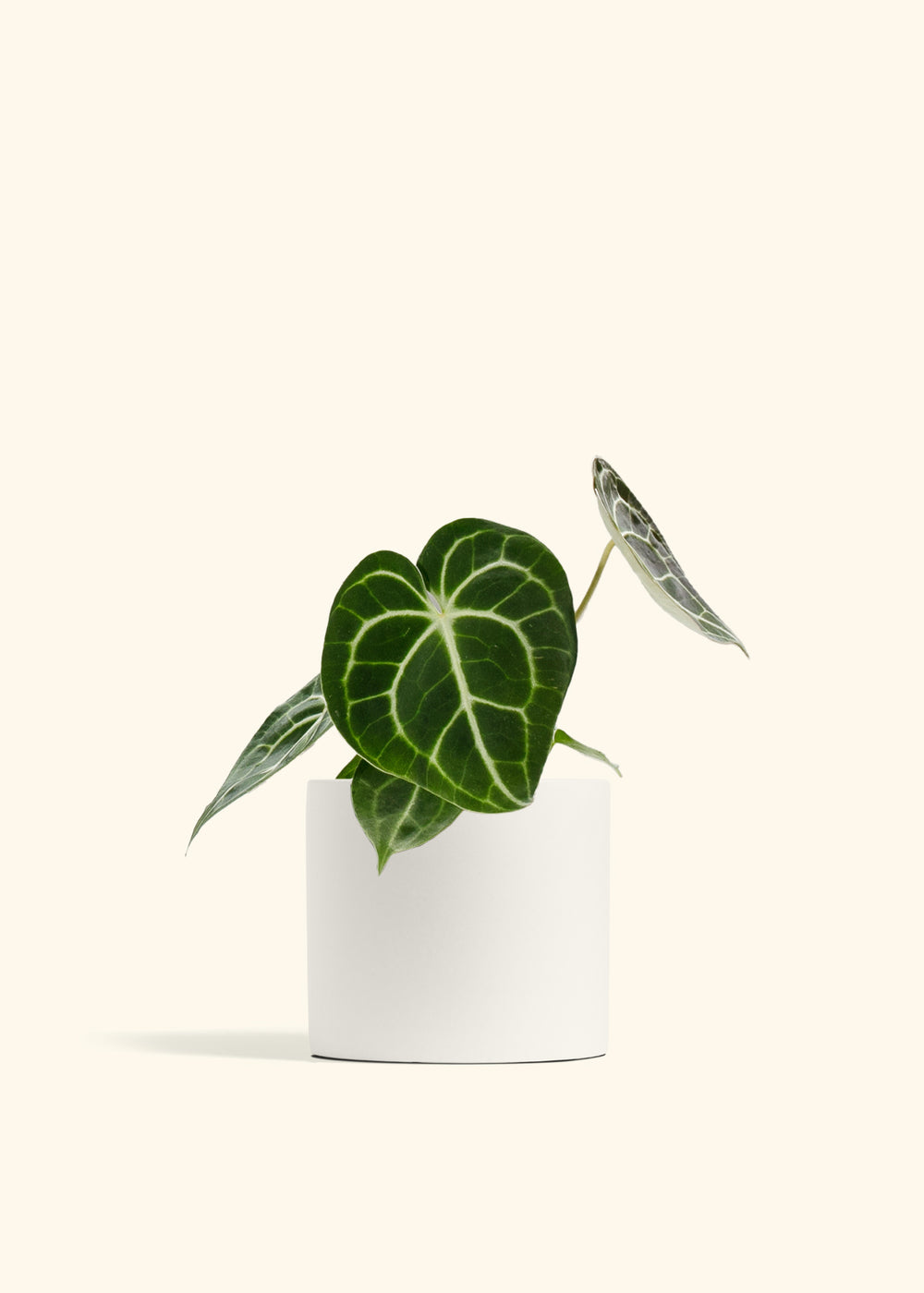 Anthurium Clarinervium