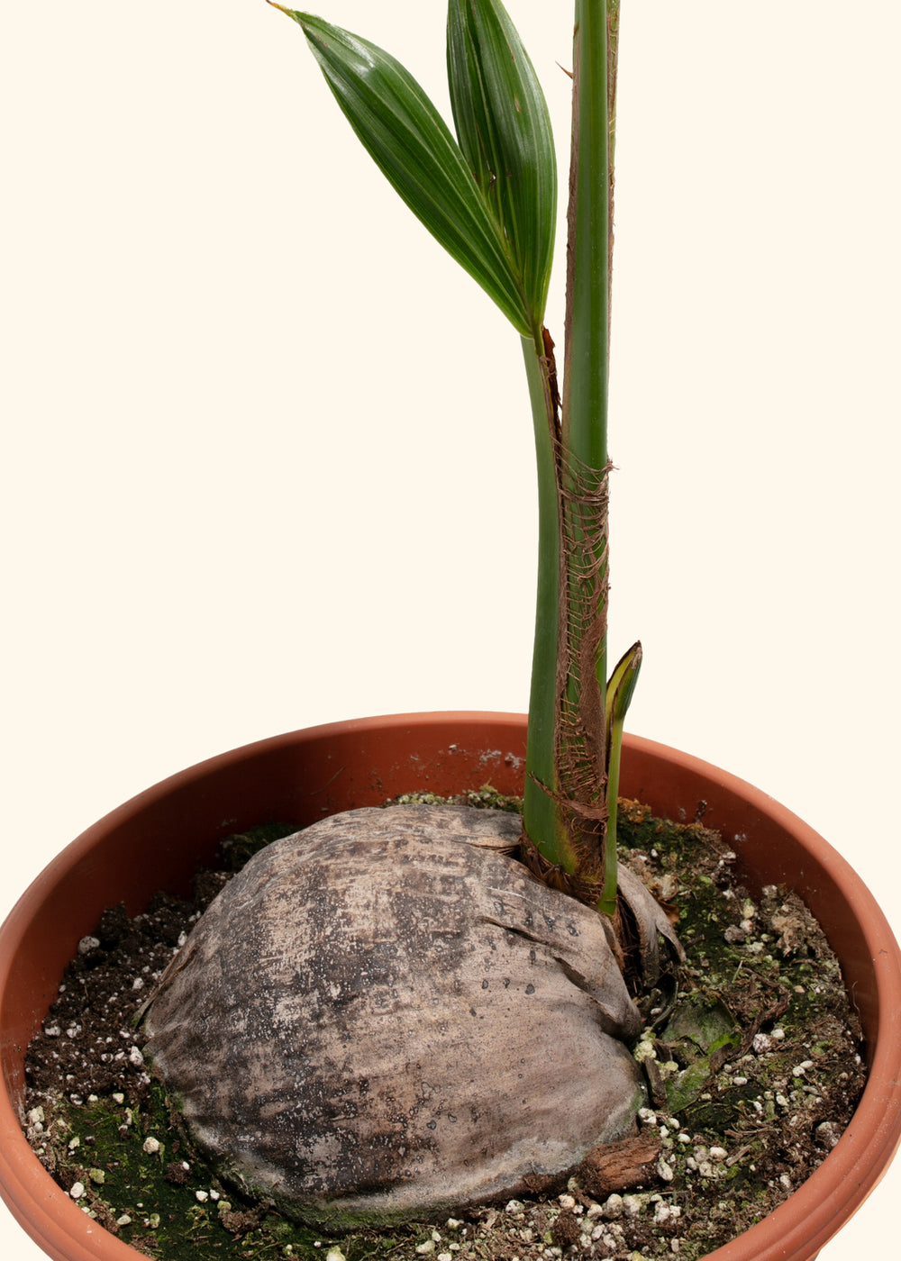 Coconut Palm Tree