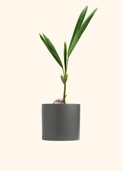 Coconut Palm Tree
