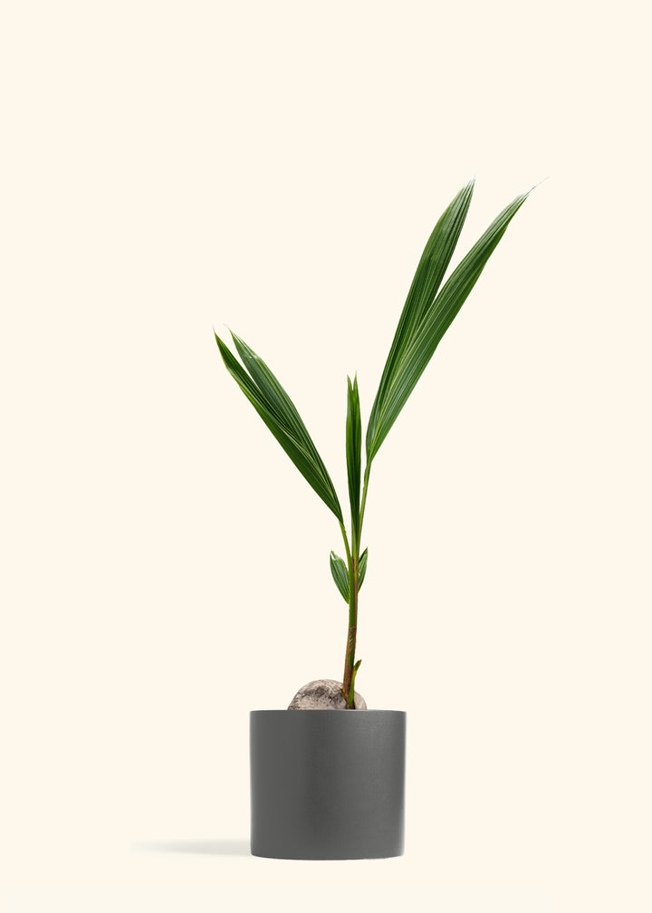 Coconut Palm Tree