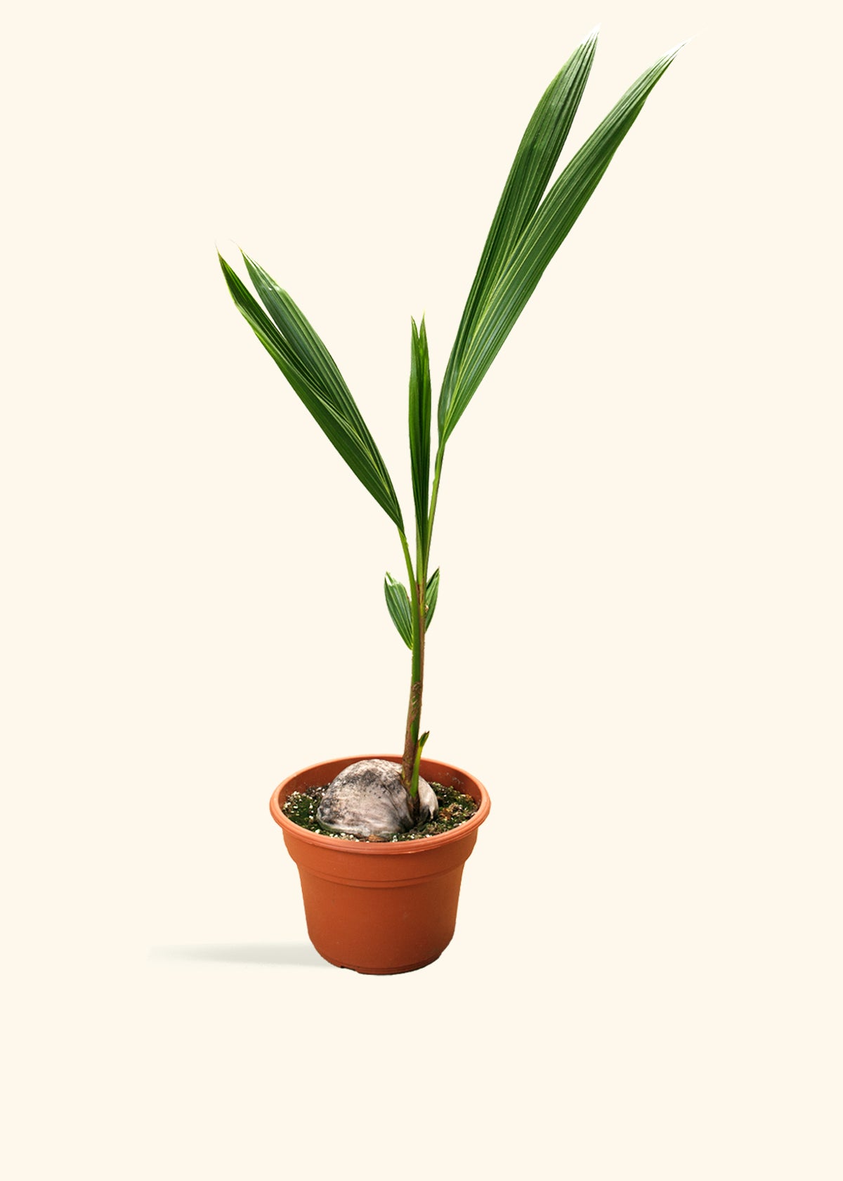 Coconut Palm Tree
