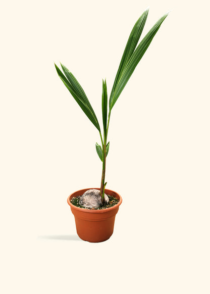 Coconut Palm Tree