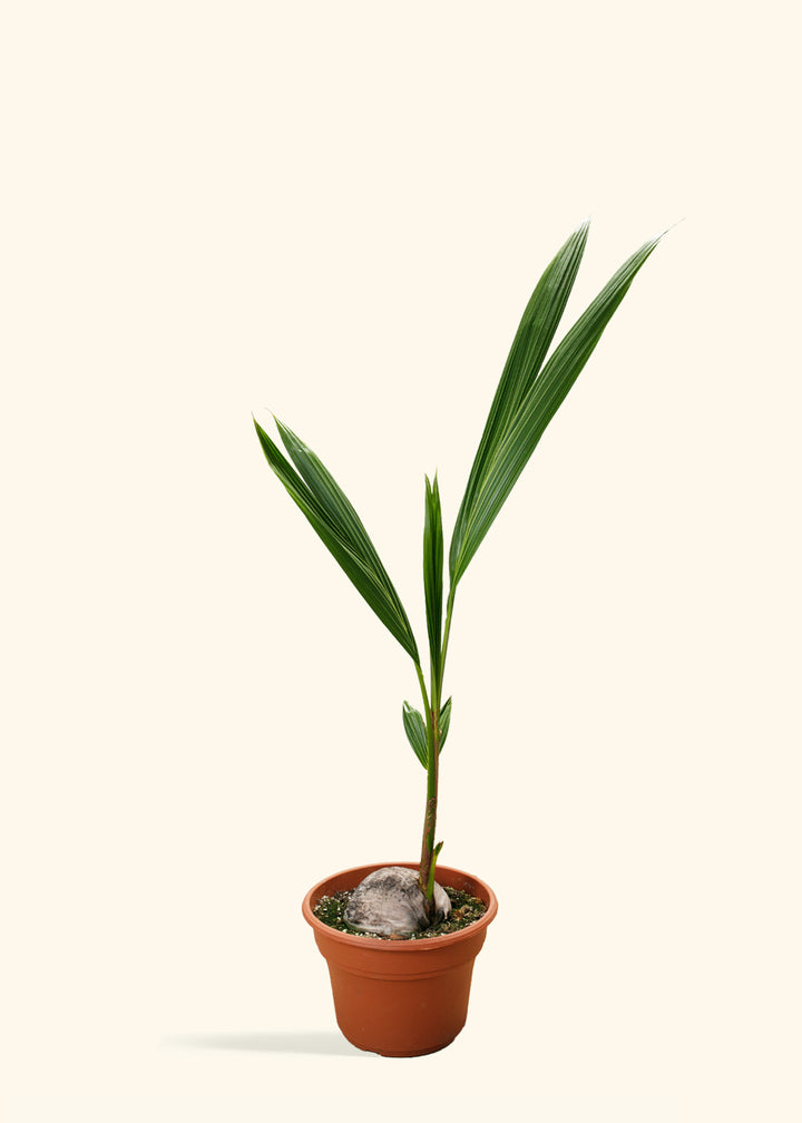 Coconut Palm Tree